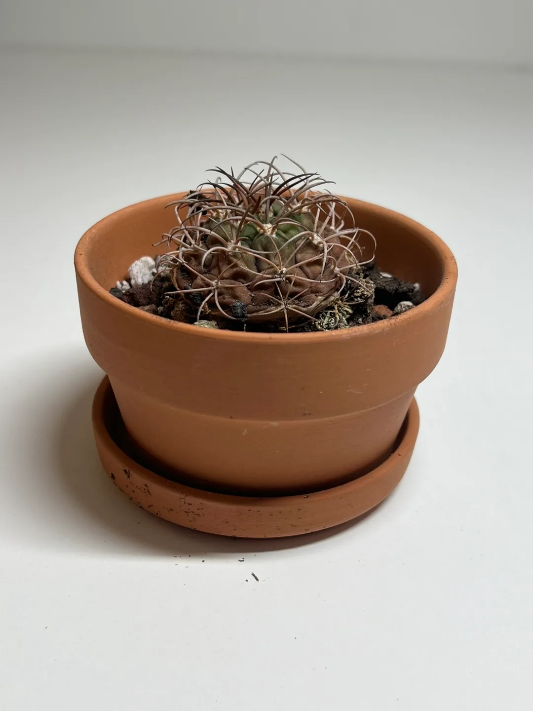 [MOVEOUT]🌵 Healthy Mini Cactus in Terracotta Pot (4) thumbnail