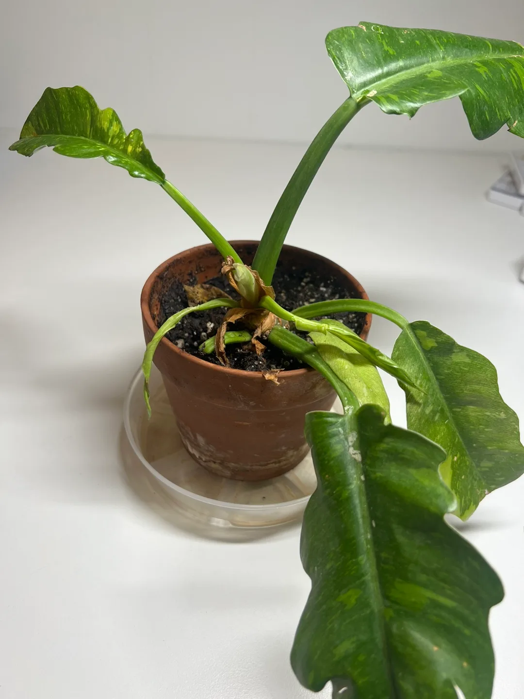 [MOVEOUT] 🌿 Healthy Philodendron Ring & Terracotta Pot Set thumbnail