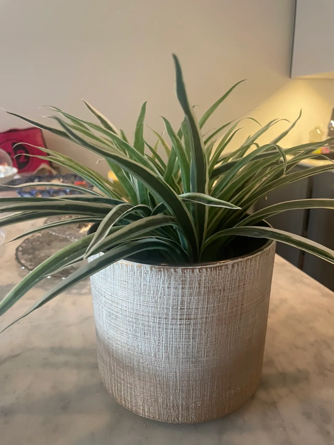 Spider Plant in Gold Pot thumbnail