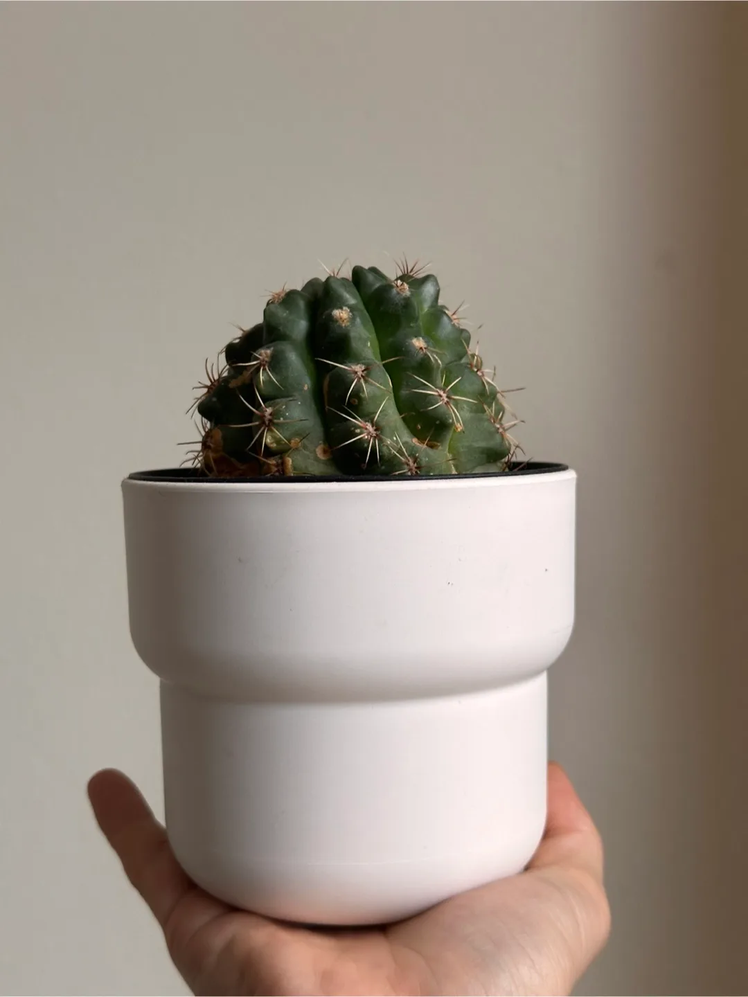Potted Gymnocalycium  Cactus thumbnail