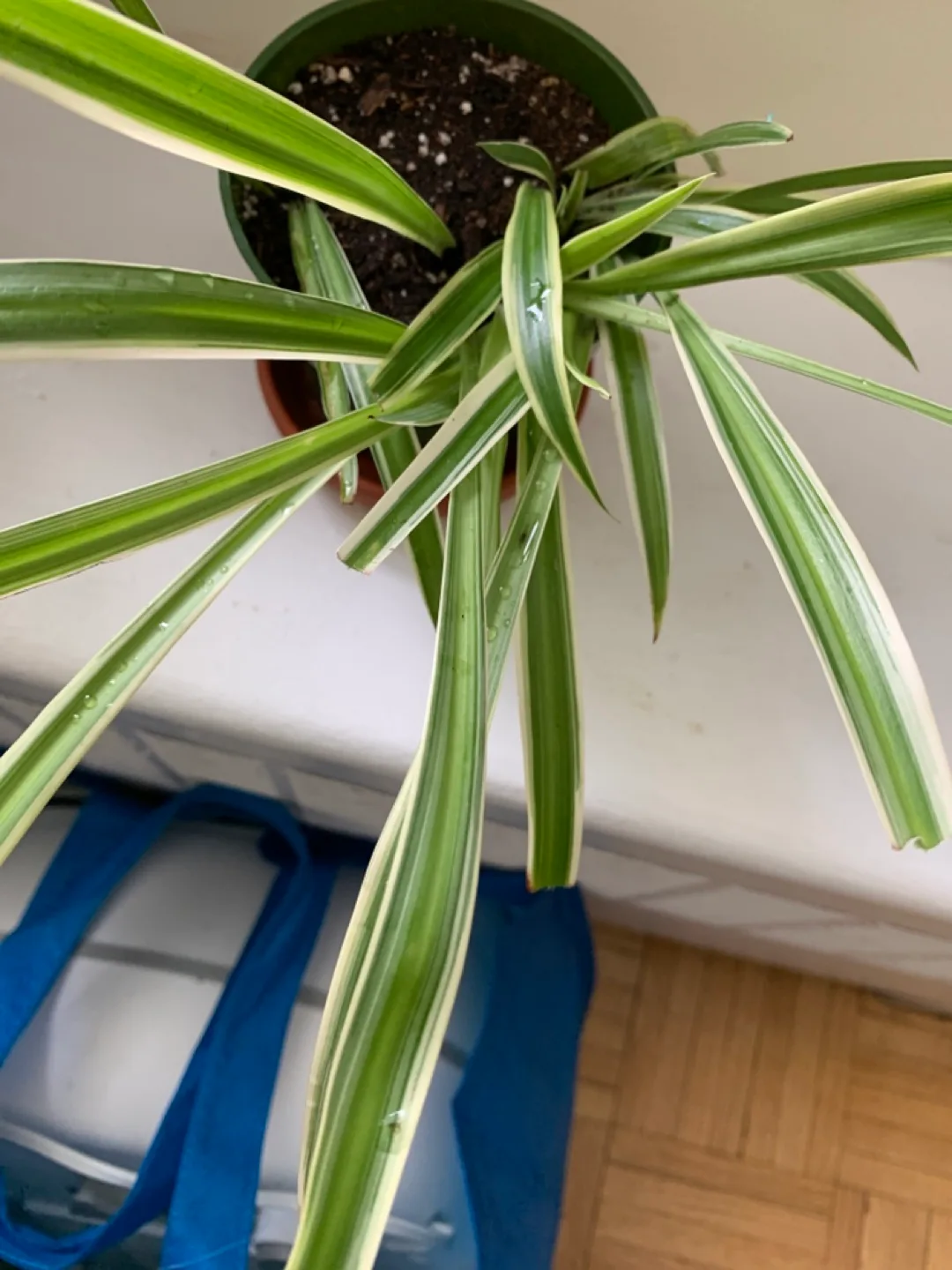 Spider plant thumbnail