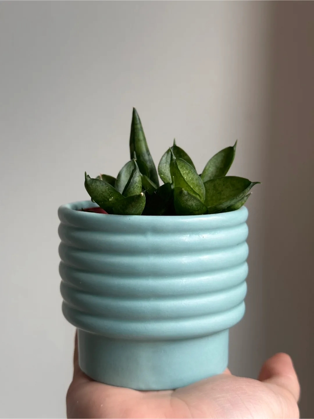 Small Starfish Plant with Pot thumbnail