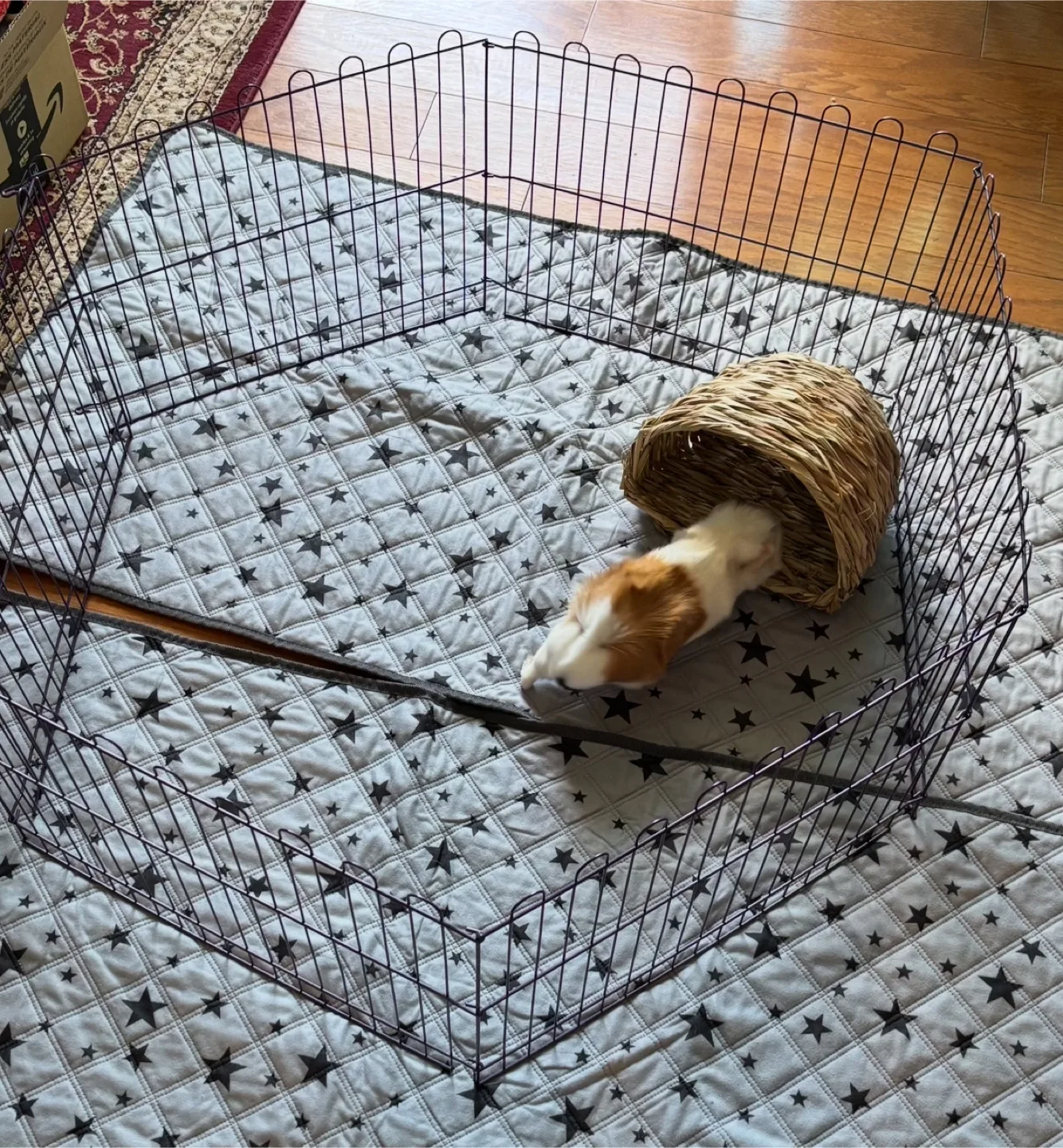 Small Pet Playpen & Guinea Pig Bedding thumbnail