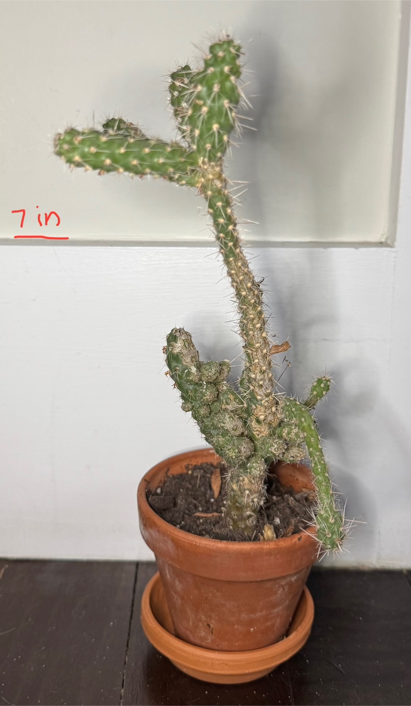 Cactus Plant
