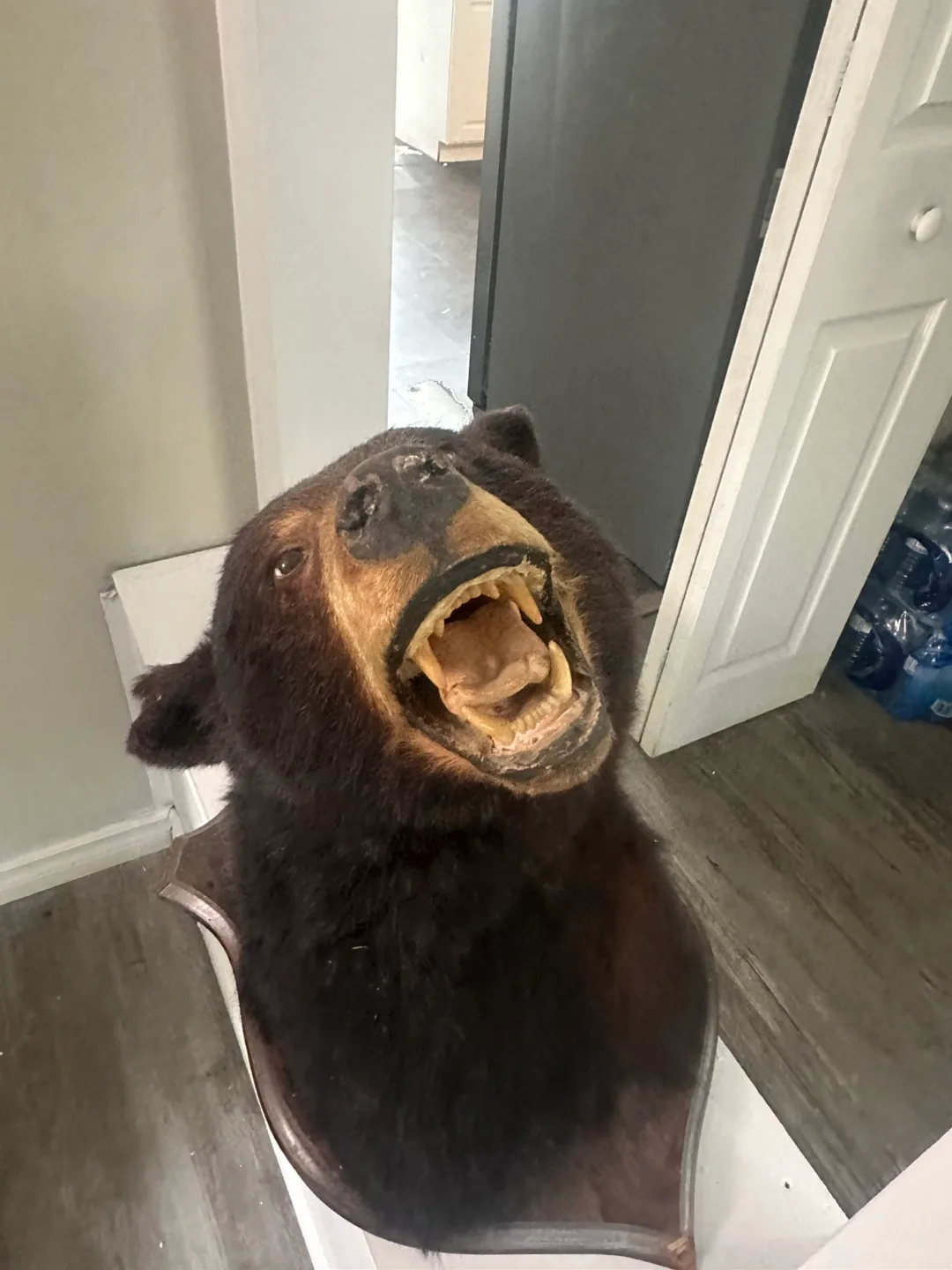 Taxidermy Black Bear Head Mount thumbnail