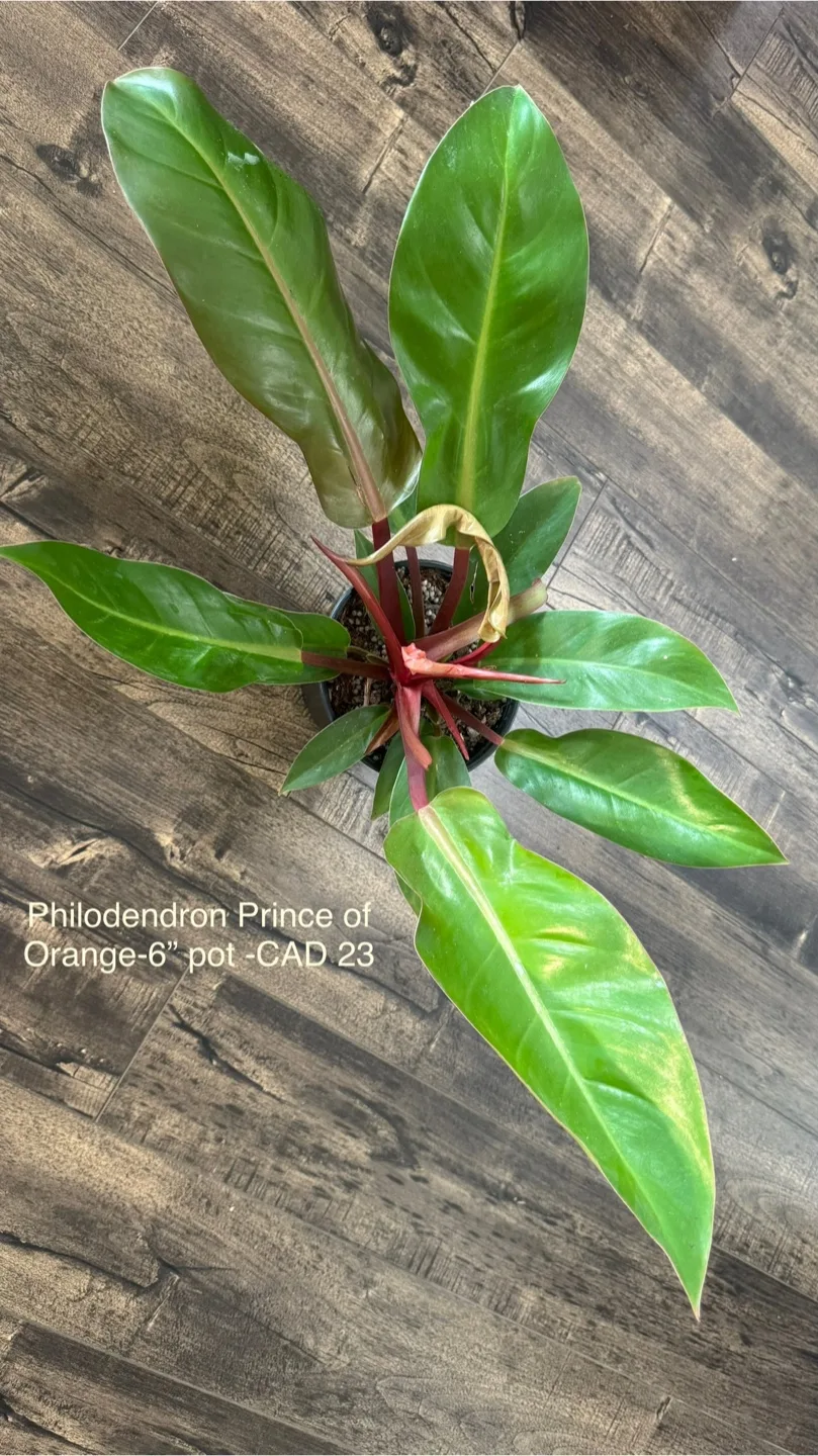 Indoor plants image indicator(4)