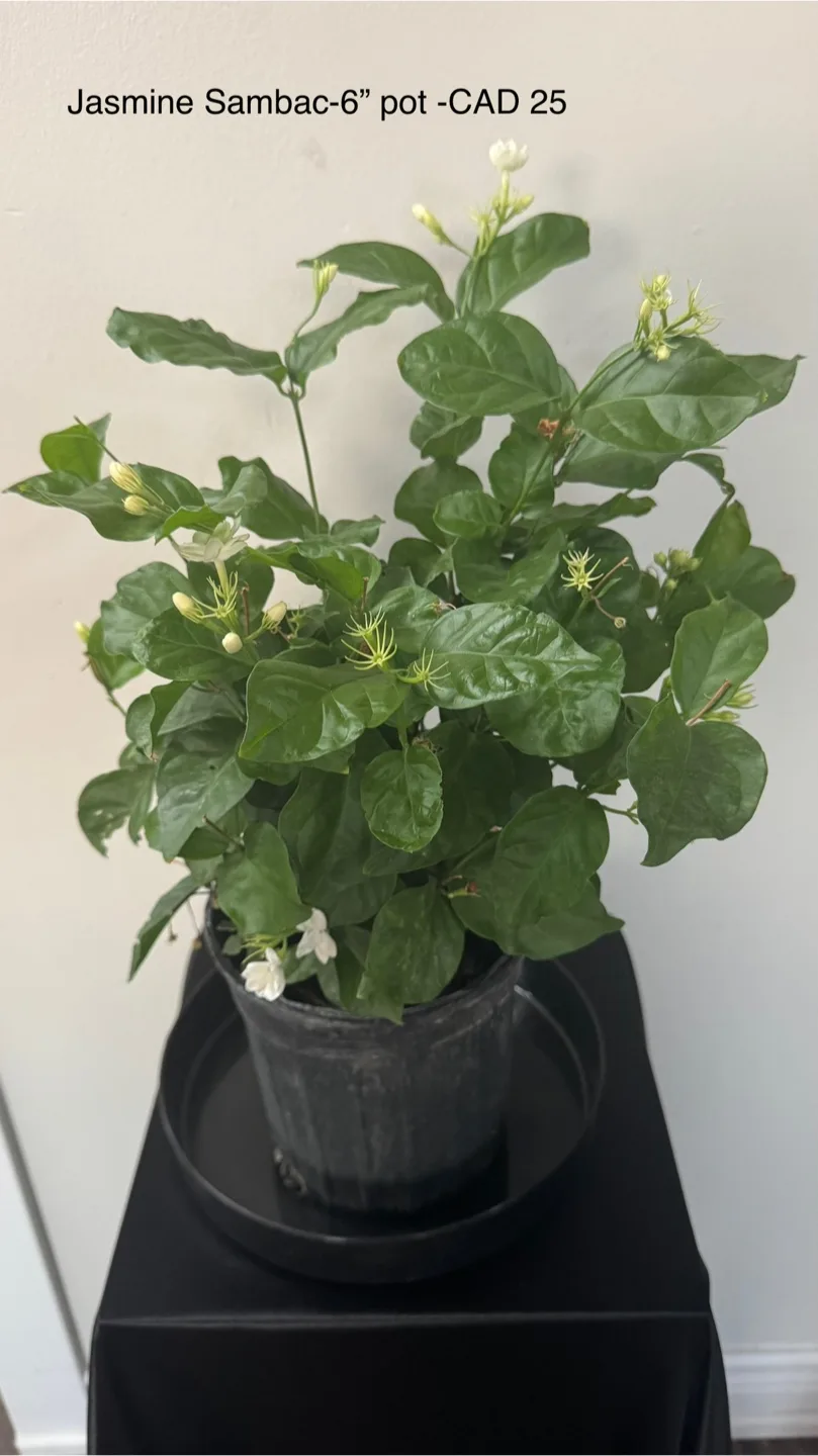 Indoor plants image indicator(2)