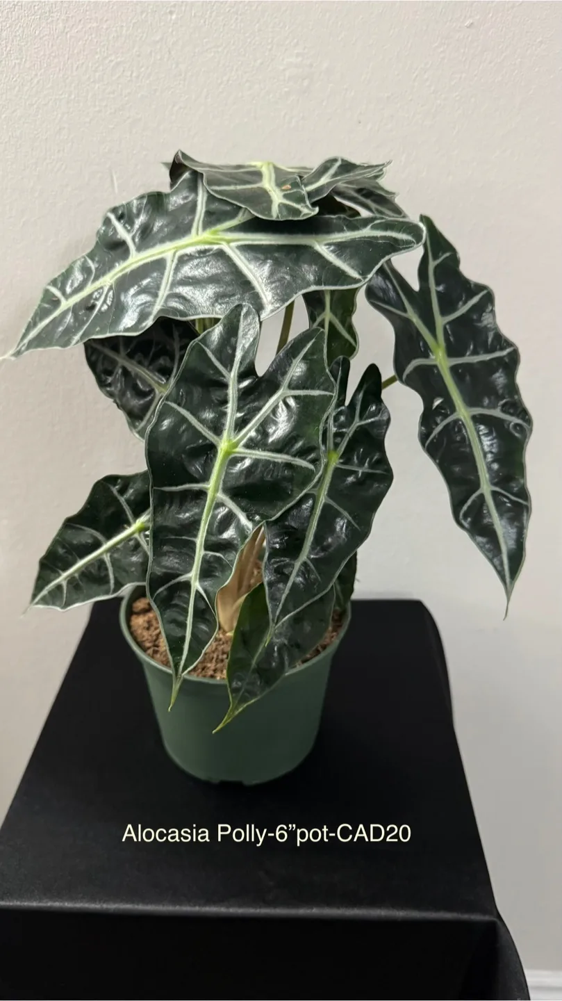 Indoor plants image indicator(7)