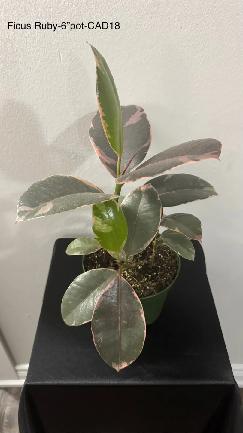 Indoor plants image indicator(6)