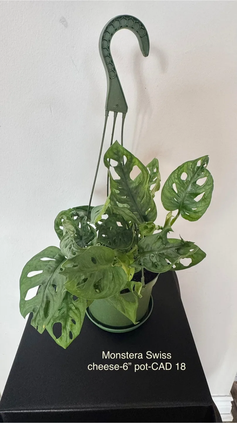 Indoor plants image indicator(9)