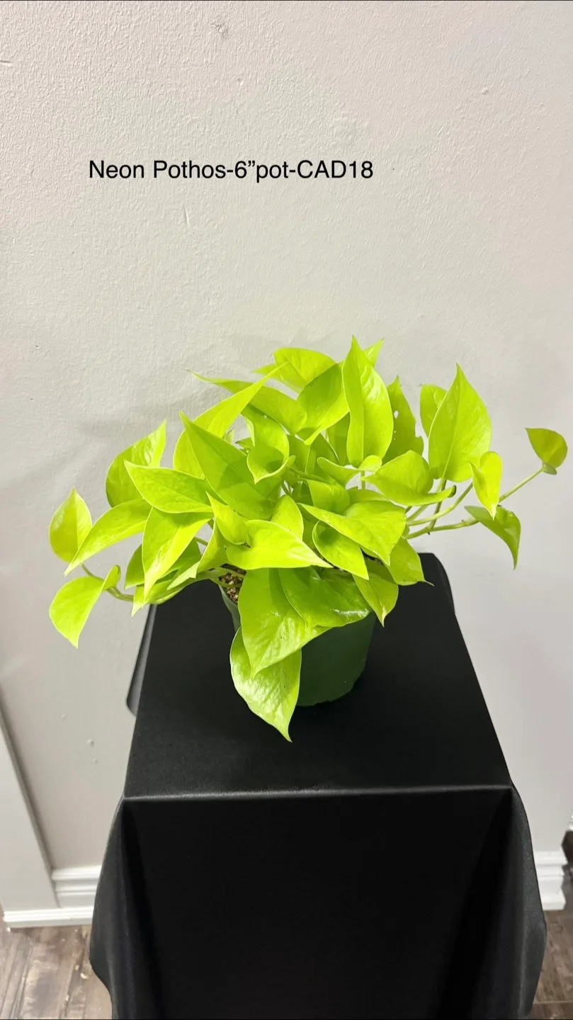 Indoor plants image indicator(8)