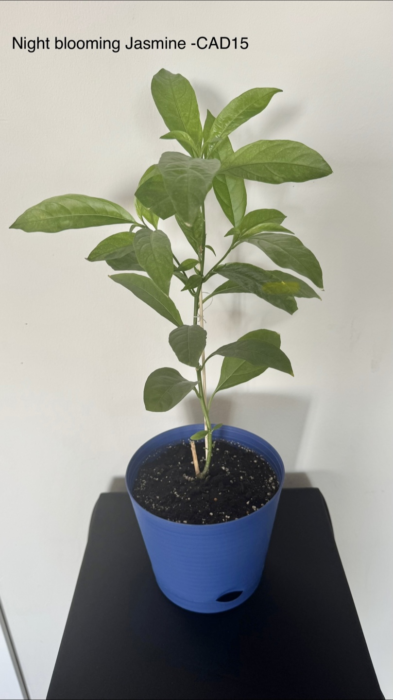 Indoor plants - photo 5