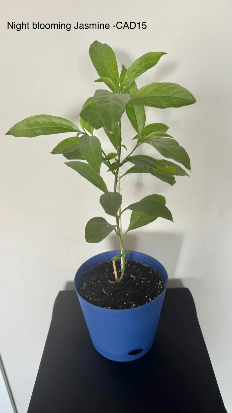 Indoor plants image indicator(5)