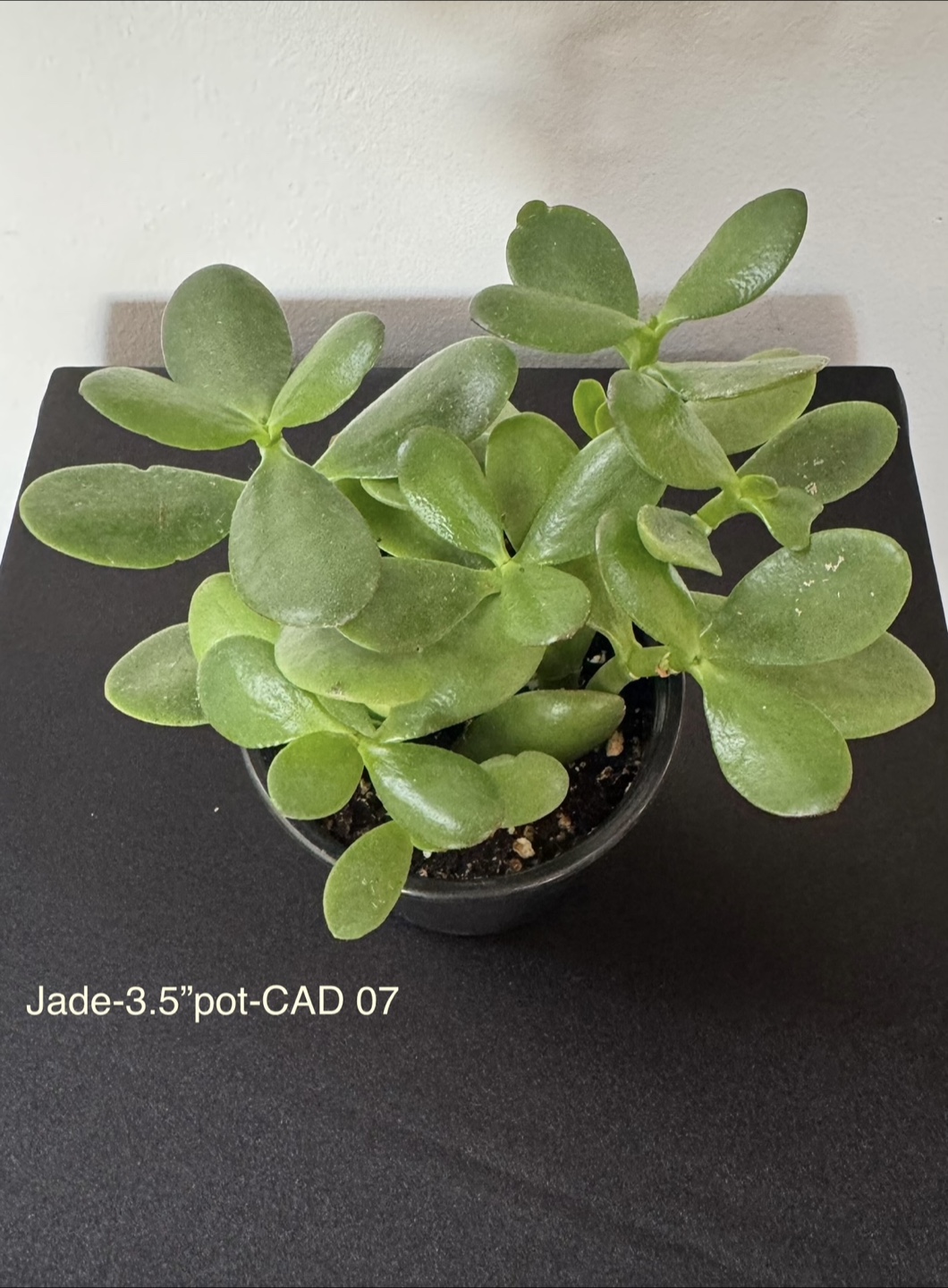 Indoor plants - photo 3