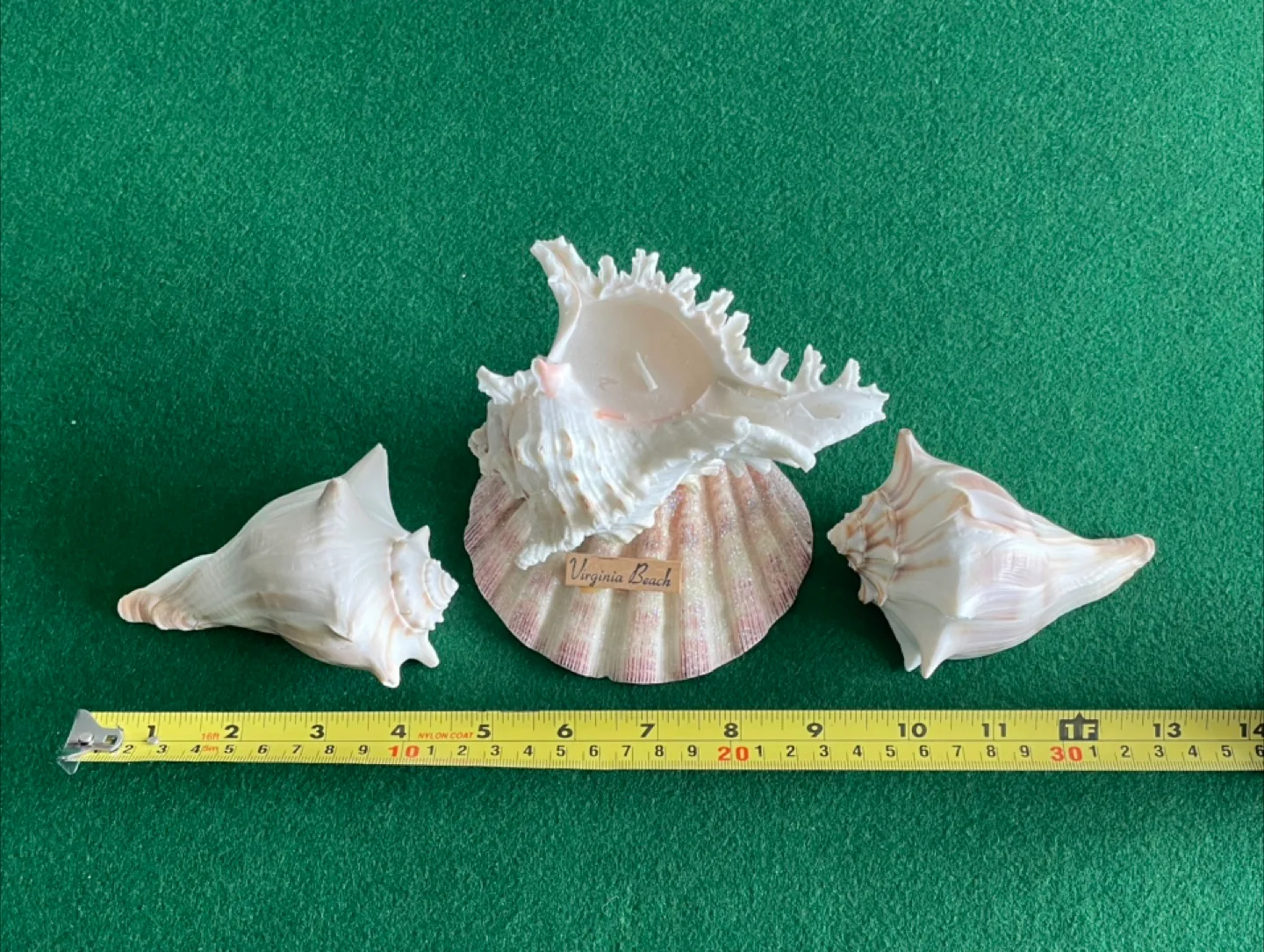 Seashells from Virginia Beach (one with candle) thumbnail