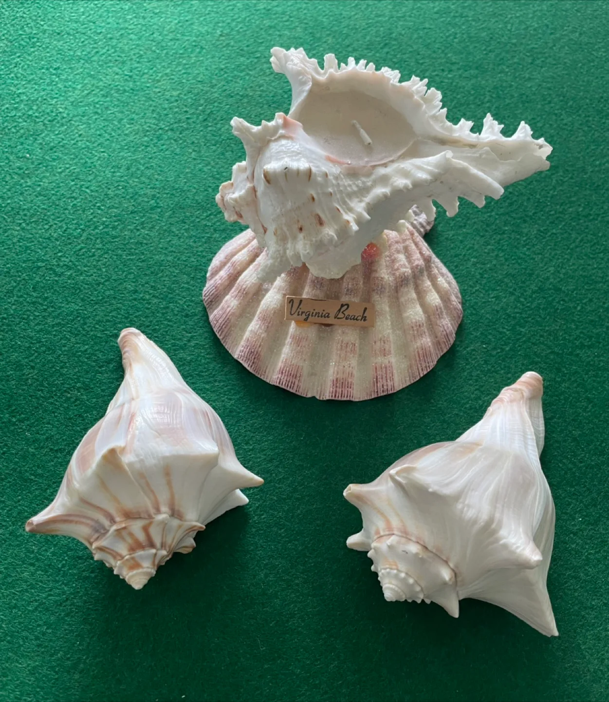 Seashells from Virginia Beach (one with candle) image indicator(4)