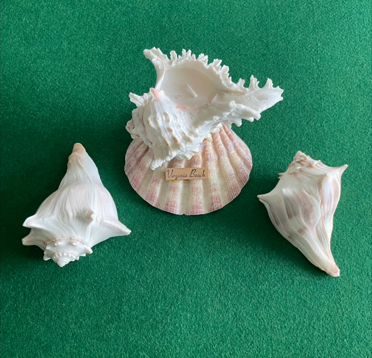 Seashells from Virginia Beach (one with candle) image indicator(2)