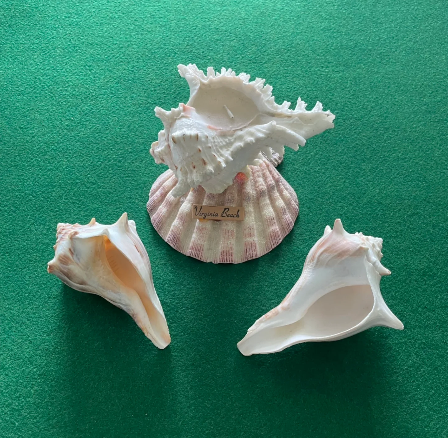 Seashells from Virginia Beach (one with candle) image indicator(3)