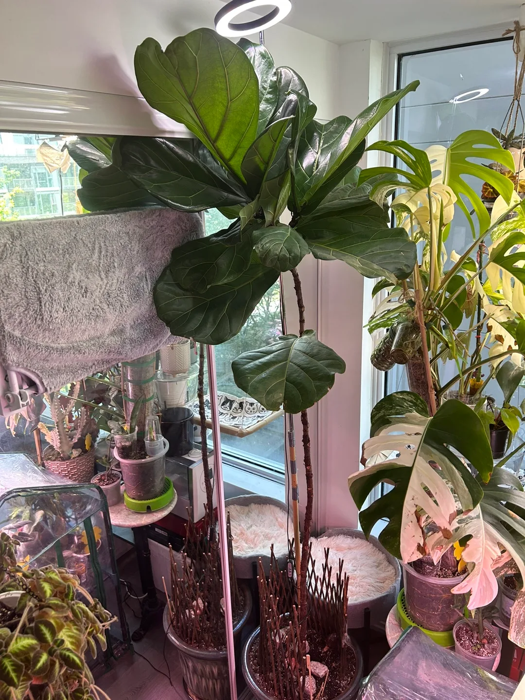 Over 8ft fiddle leaf fig image indicator(2)