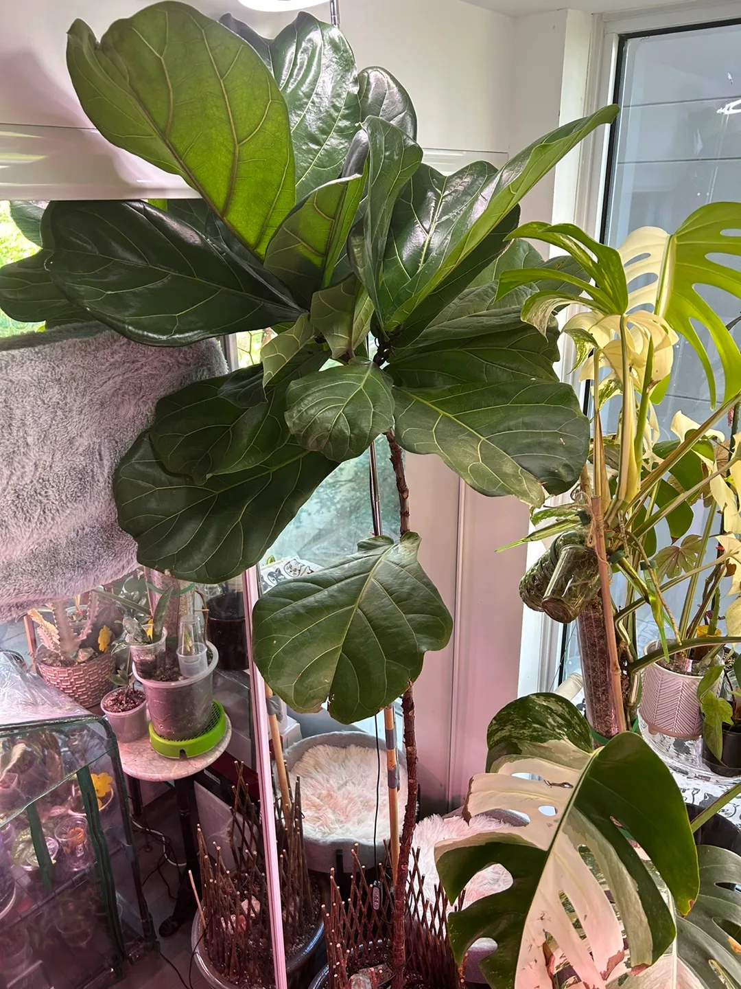 Over 8ft fiddle leaf fig thumbnail