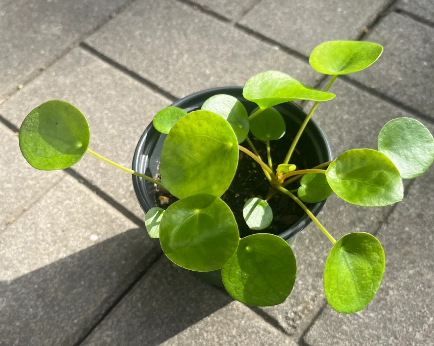 Pilea peperomioides (Chinese Money Plant) thumbnail