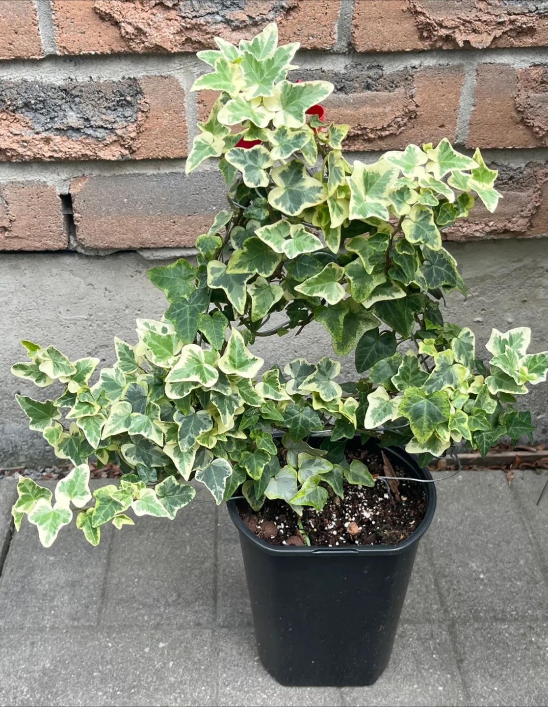 Variegated English Ivy Plant thumbnail