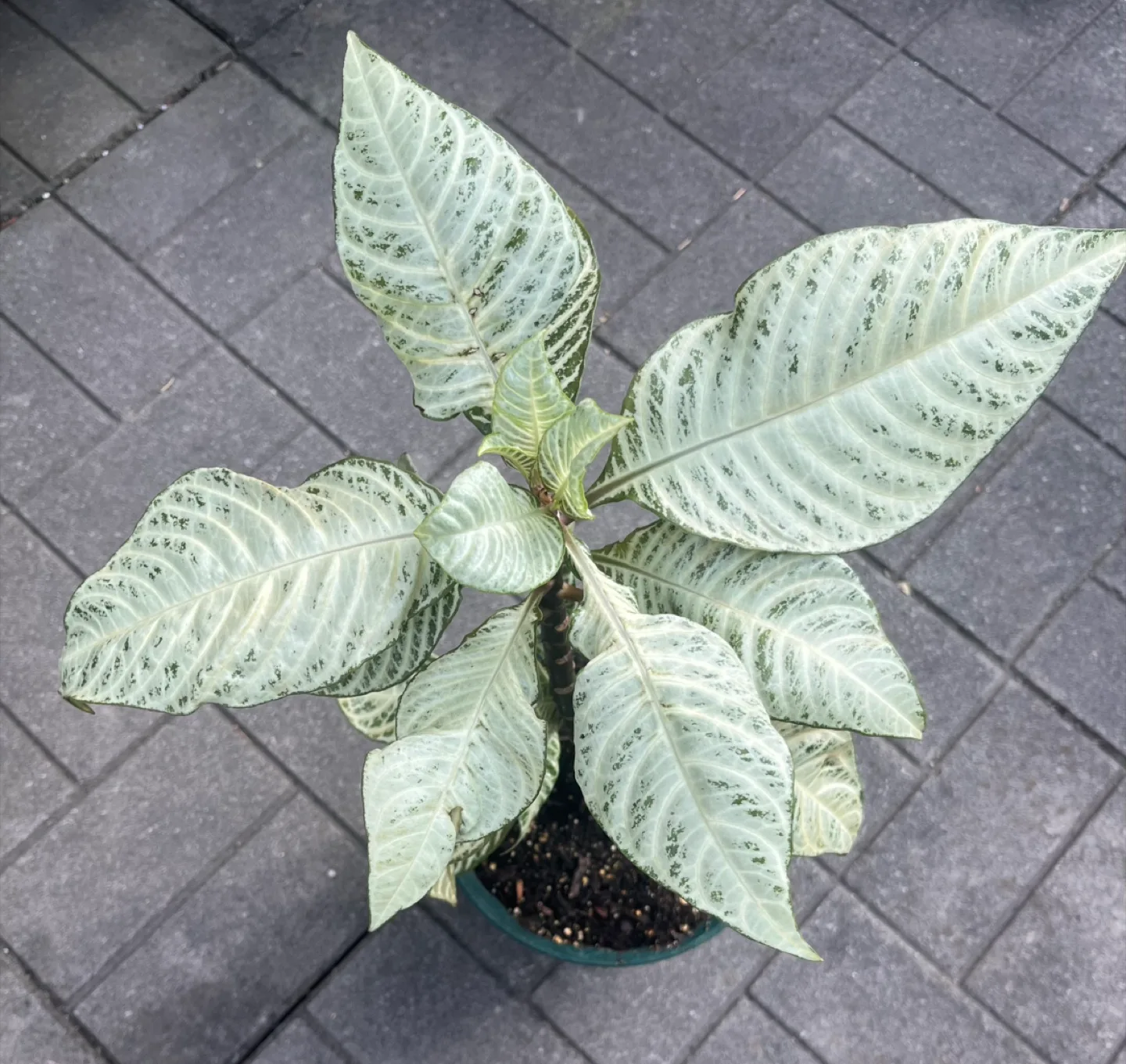 Aphelendra Snowflake in 6” pot thumbnail