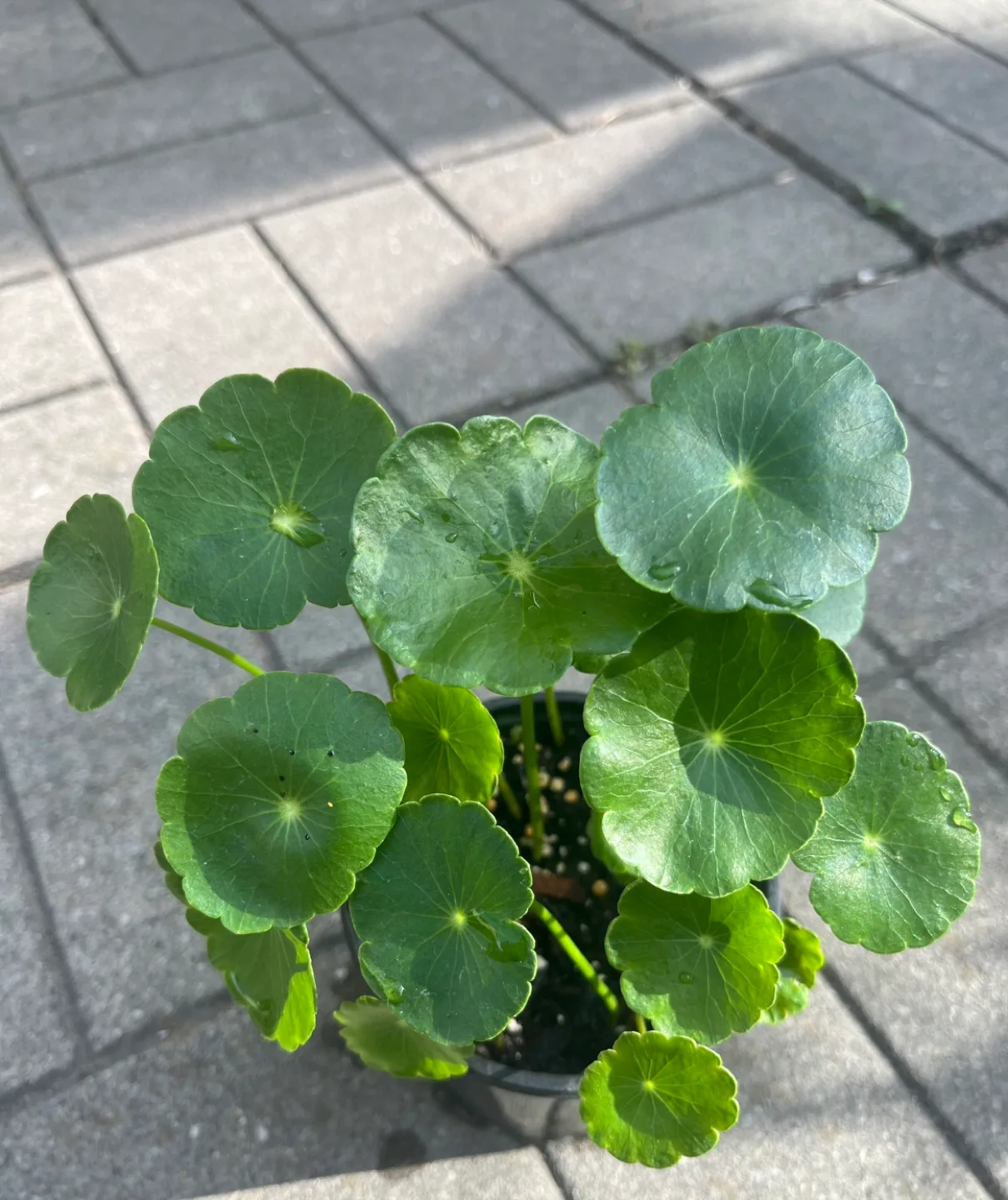 Marsh Pennywort/Chinese money plant in 4” pot $5 each thumbnail