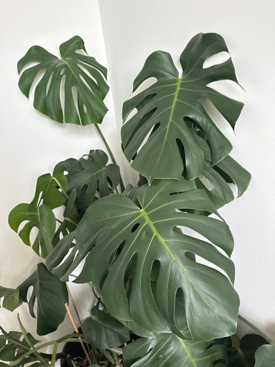 Monstera Plant image indicator(2)