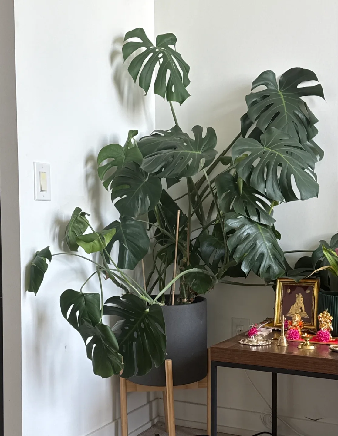 Monstera Plant