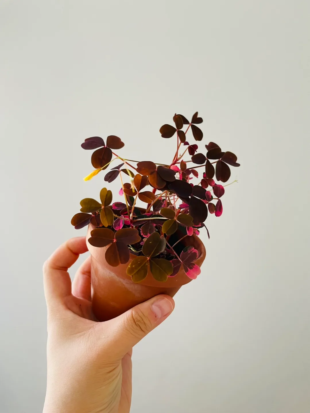 🌿 Two-tone Oxalis thumbnail