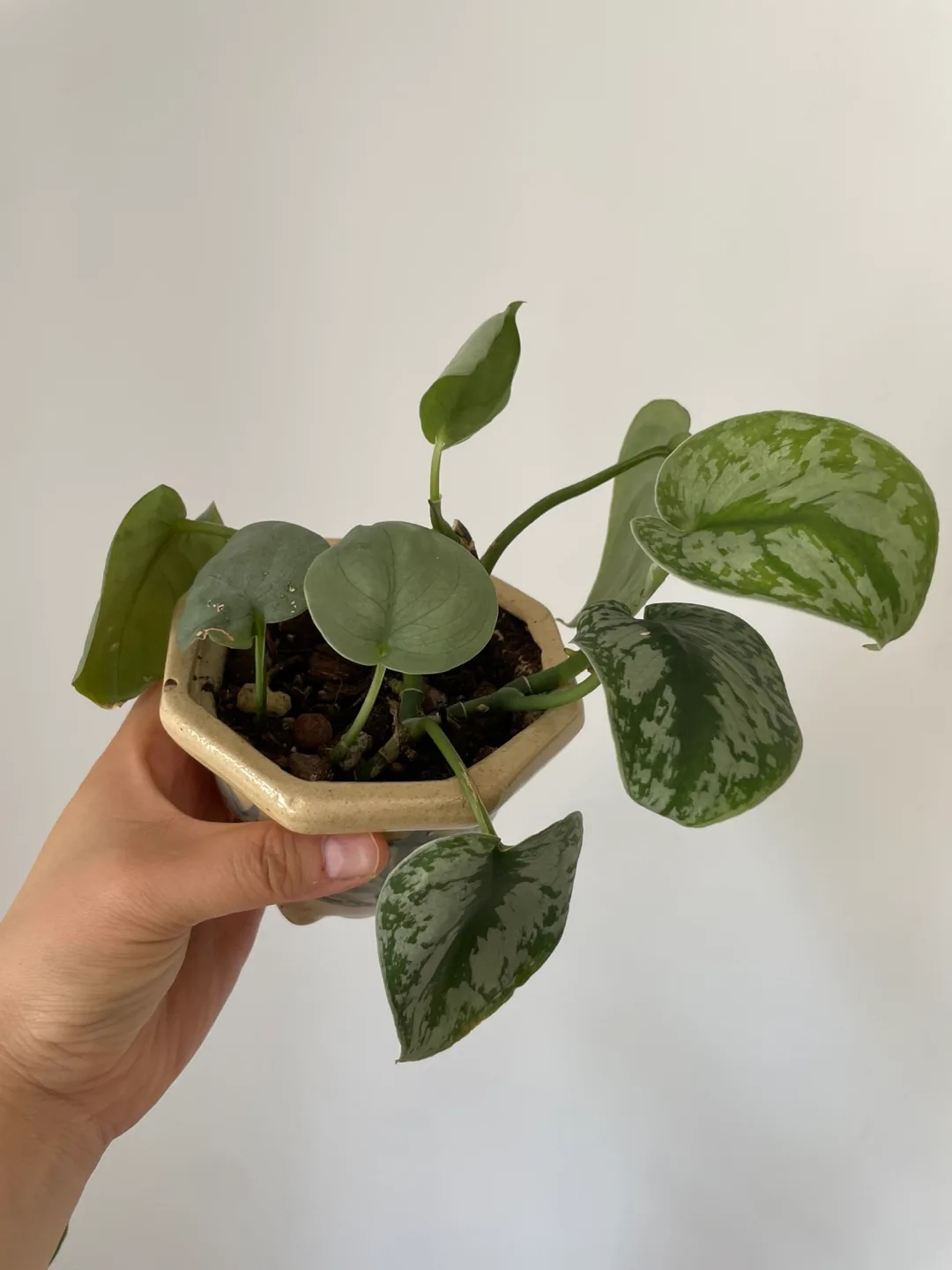 Scindapsus in Elegant Pot 🌿 thumbnail