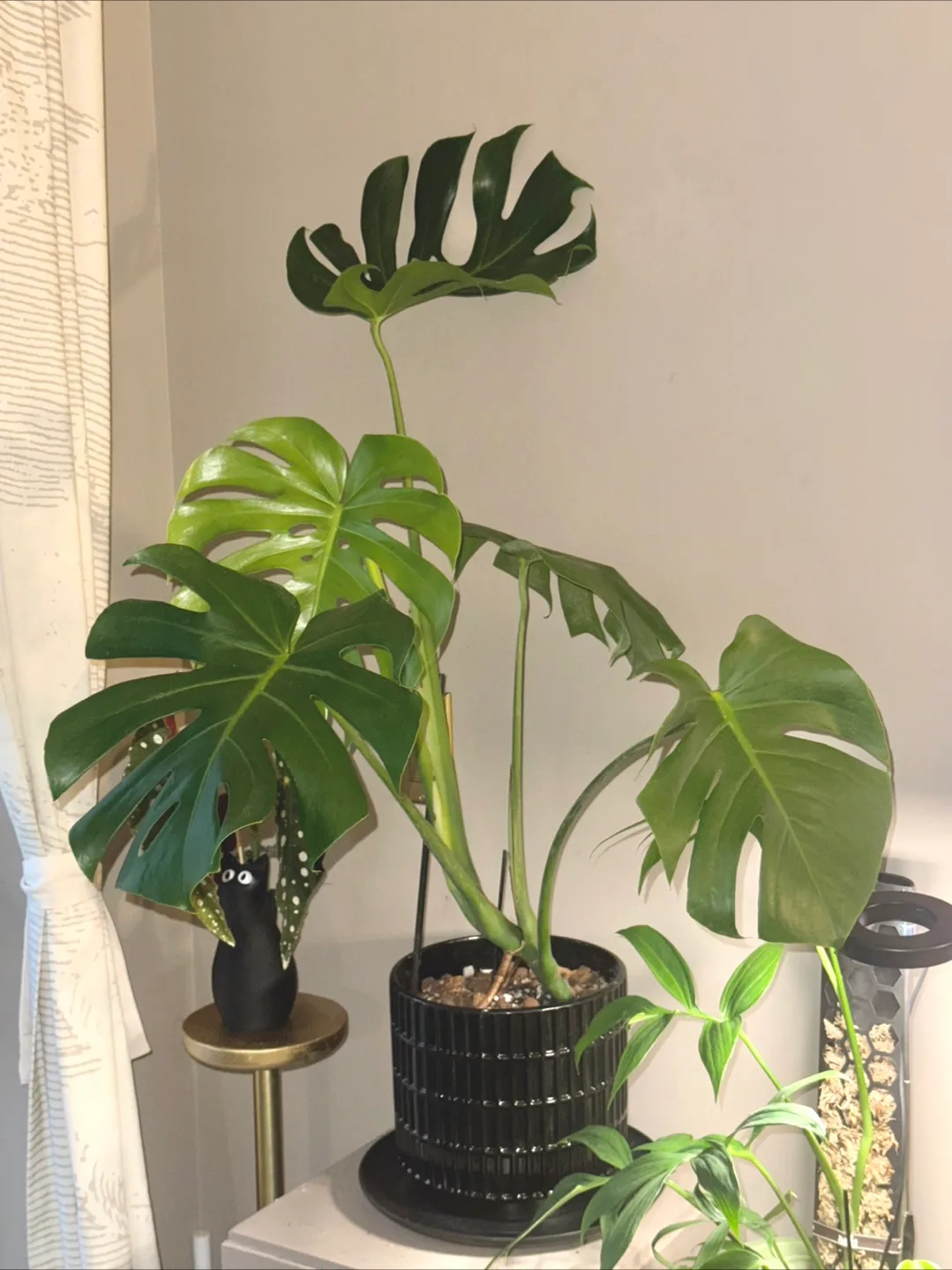large 3FT Monstera Deliciosa Whole Plant thumbnail