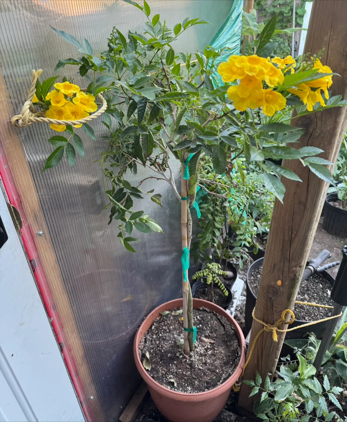 Tecoma stans plant (poonachi) rare thumbnail