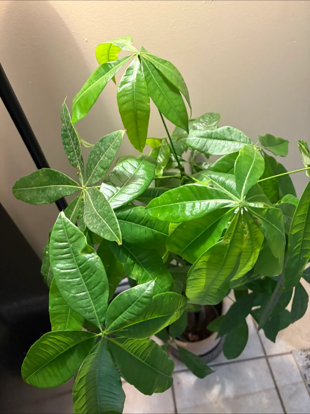 Money Tree Plant image indicator(2)