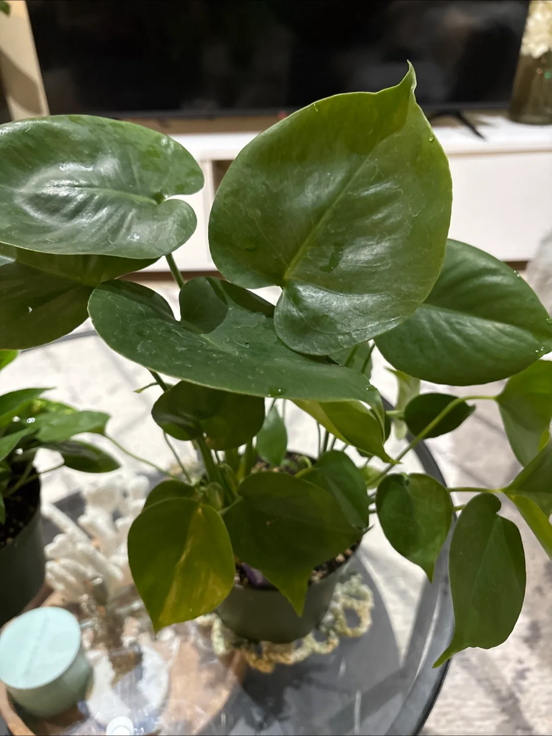 Rhaphidophora Tetrasperma Plant image indicator(2)