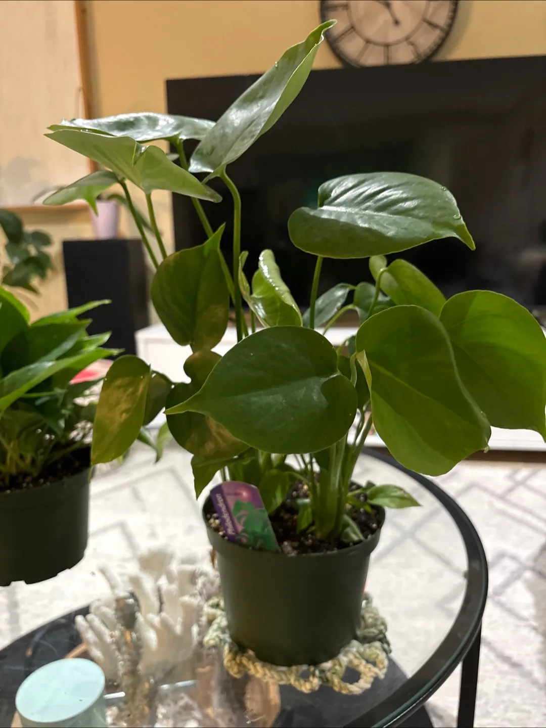 Rhaphidophora Tetrasperma Plant image indicator(5)