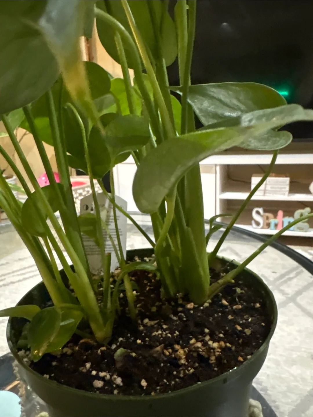 Rhaphidophora Tetrasperma Plant image indicator(3)