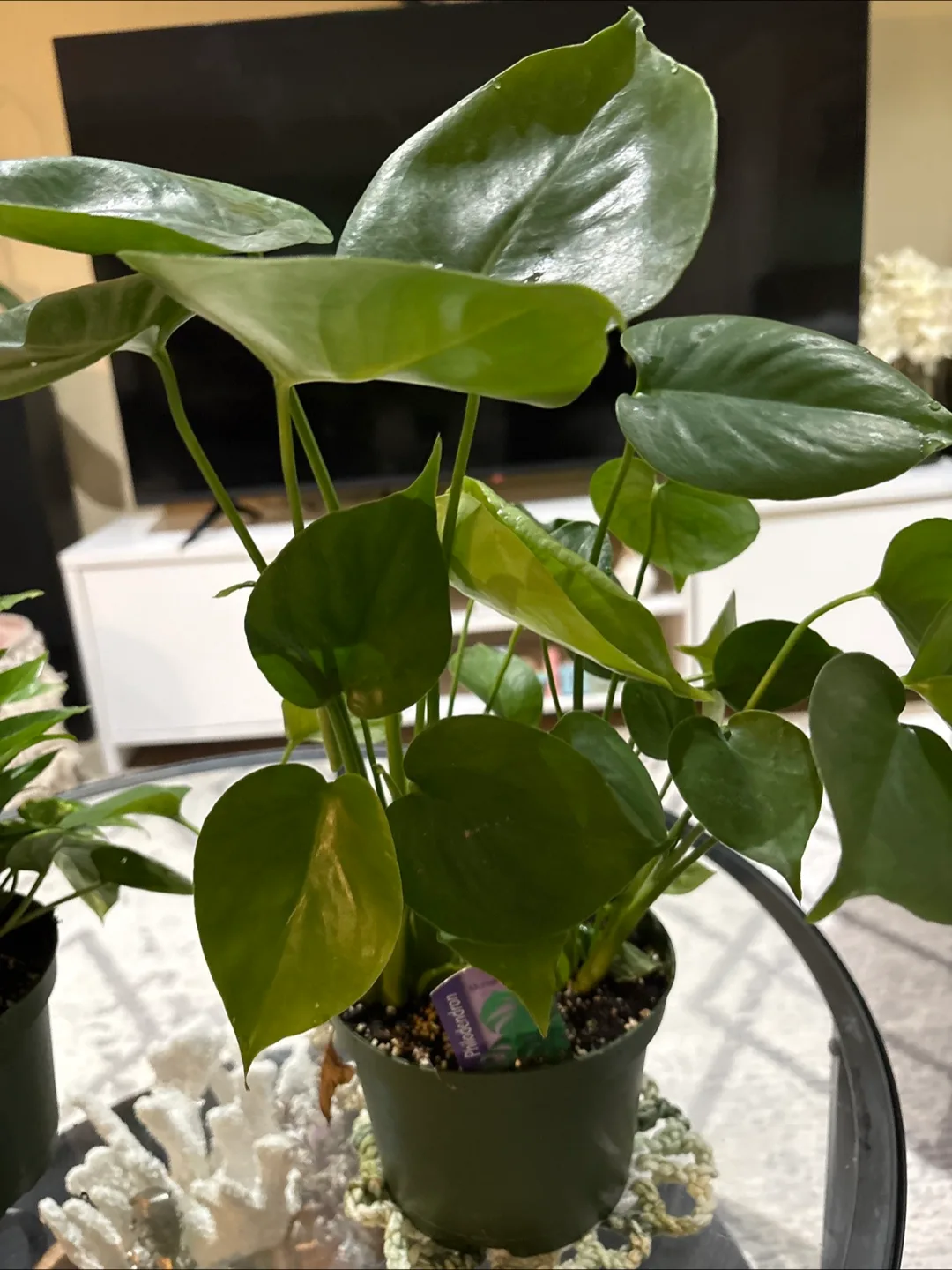 Rhaphidophora Tetrasperma Plant thumbnail