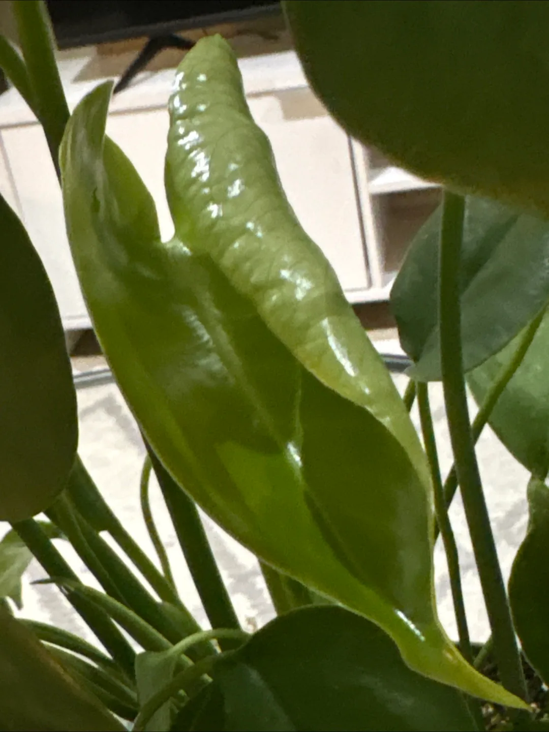 Rhaphidophora Tetrasperma Plant image indicator(4)