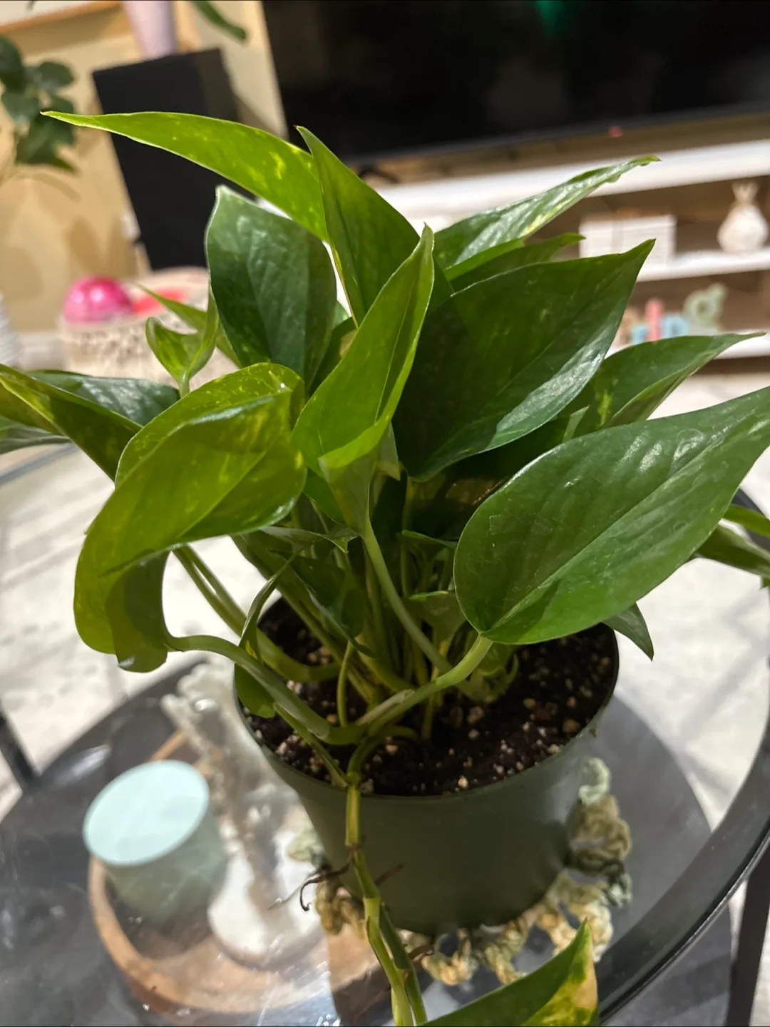Potted Golden Pothos Plant image indicator(2)