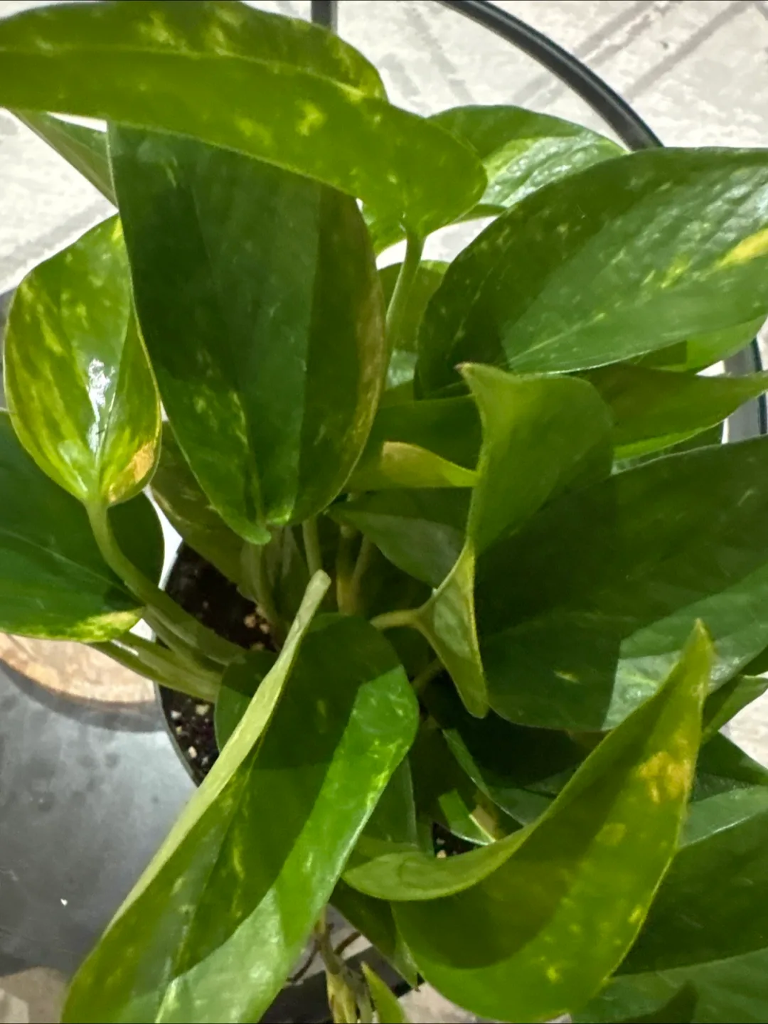 Potted Golden Pothos Plant image indicator(3)