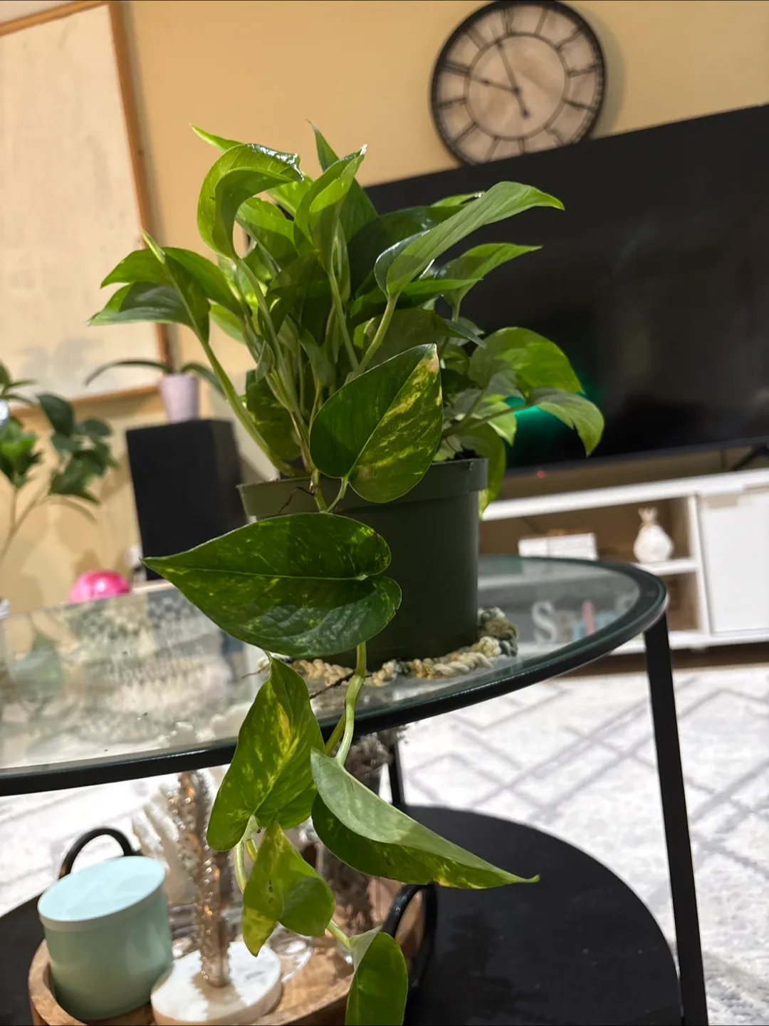 Potted Golden Pothos Plant image indicator(4)