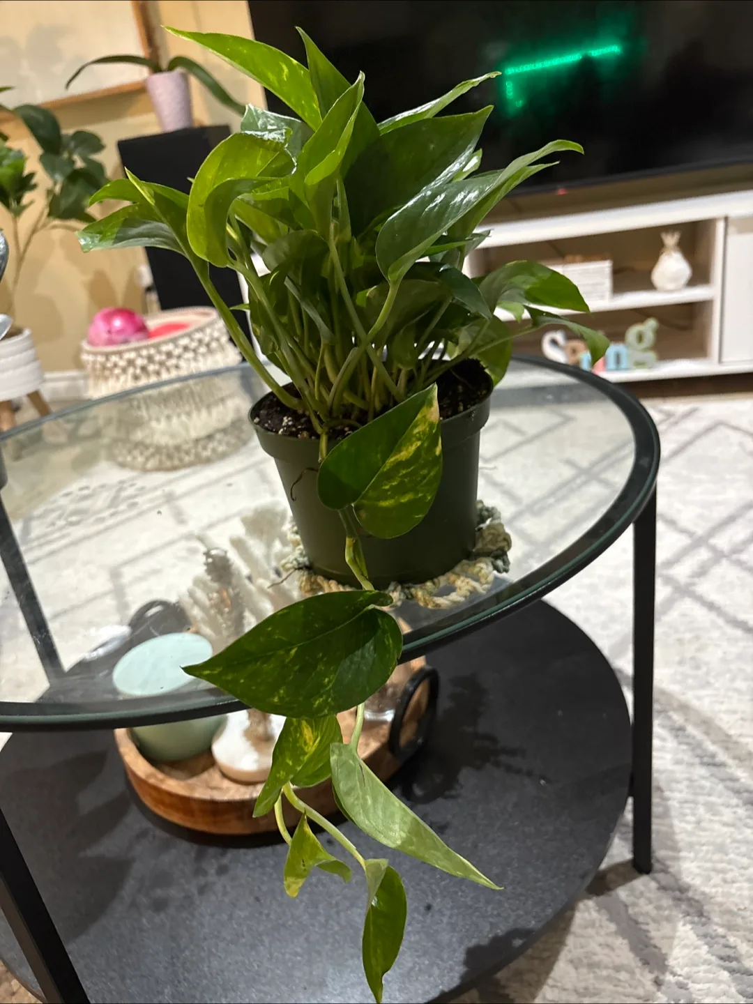 Potted Golden Pothos Plant thumbnail