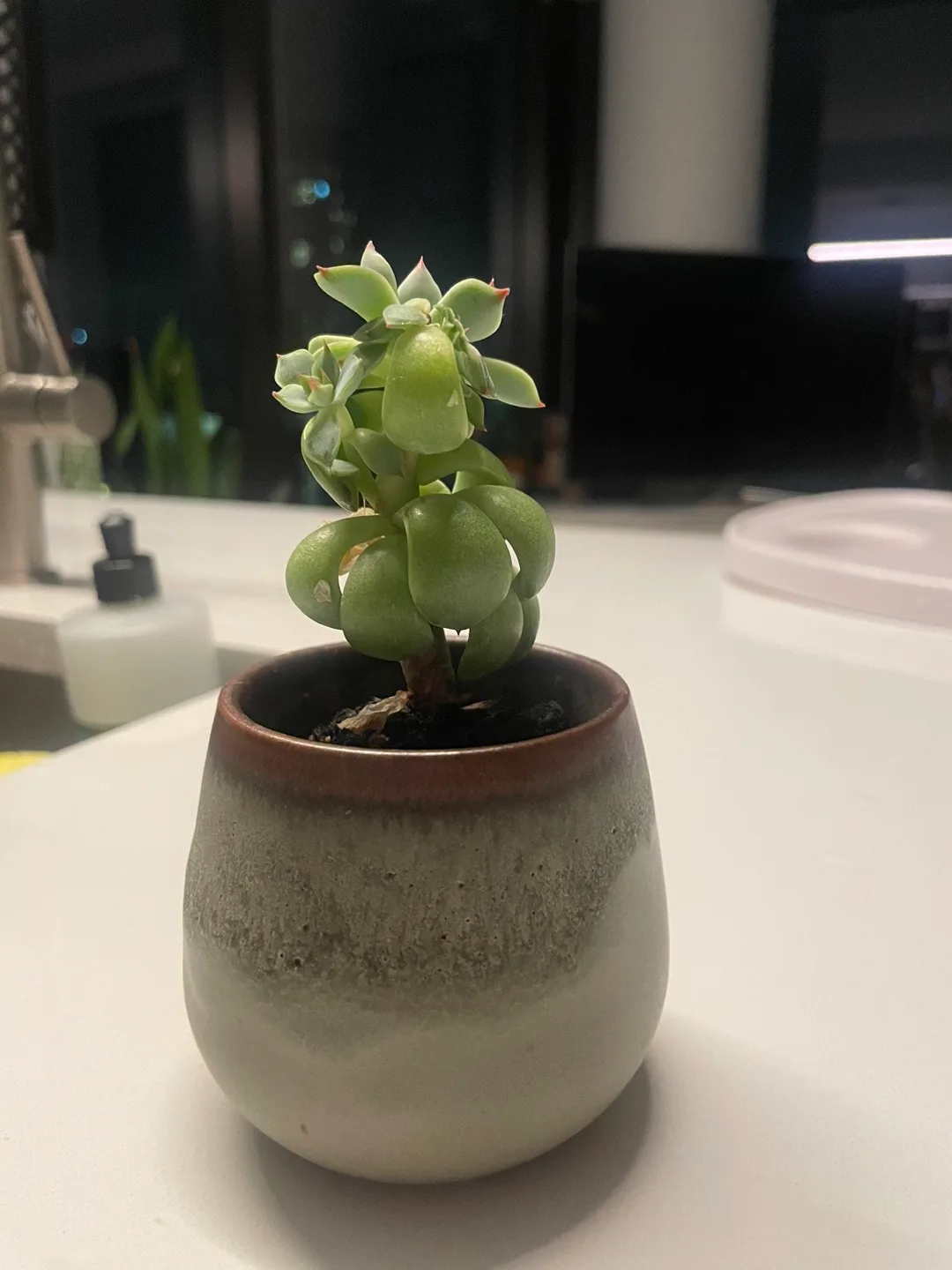 🧡Succulent Plant in Ceramic Pot thumbnail