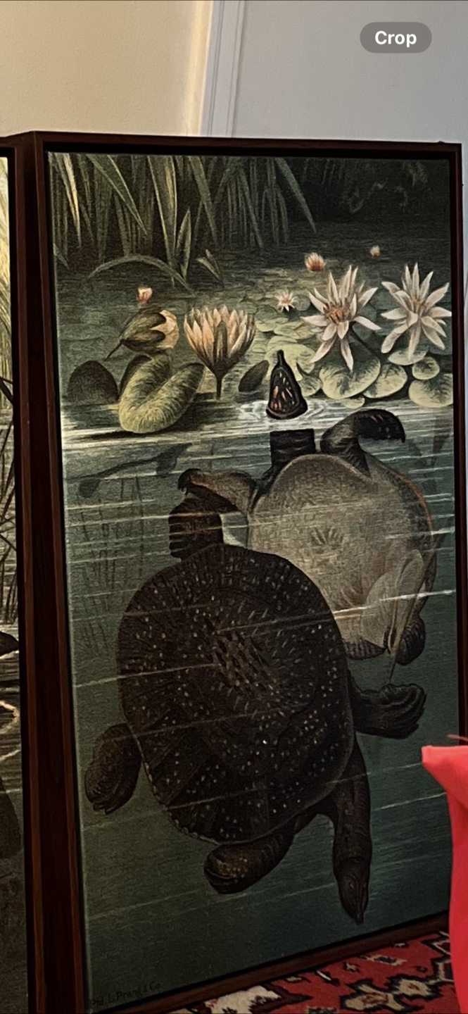 Framed Vintage-Style Frog & Turtle Prints - photo 2