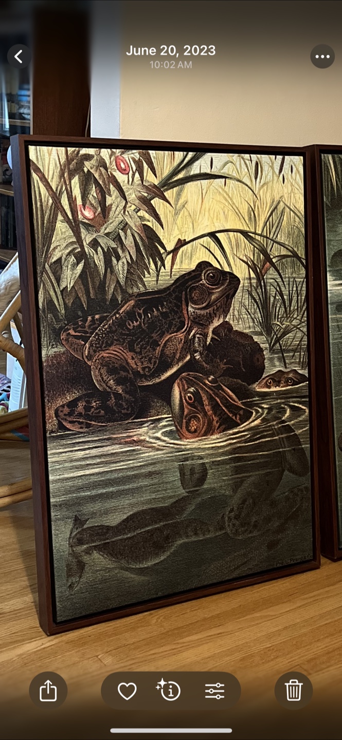 Framed Vintage-Style Frog & Turtle Prints - photo 3