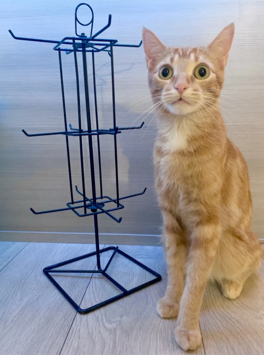 ‼️MOVING SALE‼️🆕 balloon/ jewelry rotational display rack! 👏 image indicator(3)