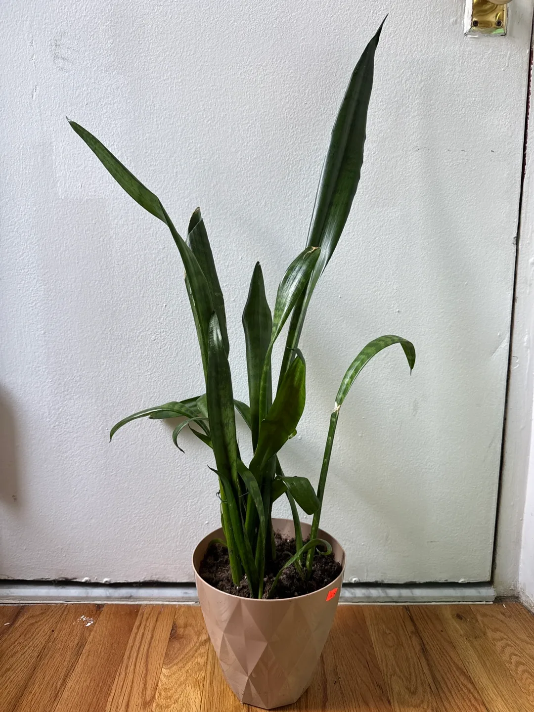 Snake Plant in Decorative Pot 🧡 thumbnail
