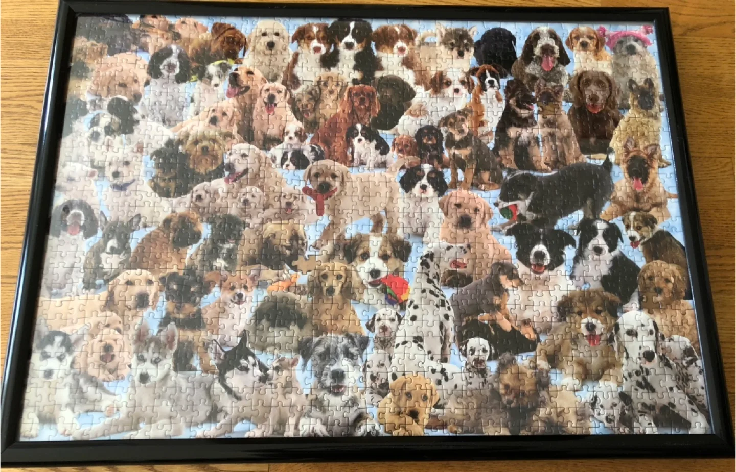 Framed Puzzle – Cute Dogs thumbnail